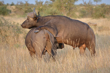 Kaffernbüffel / African buffalo / Syncerus caffer.