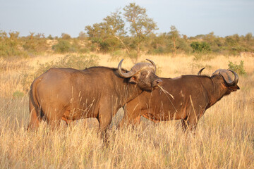 Kaffernbüffel / African buffalo / Syncerus caffer