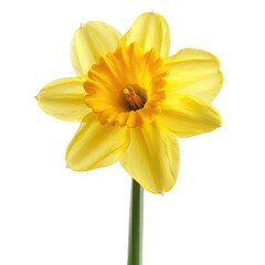 Daffodil flower isolated on white background