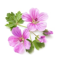 Geranium flower isolated on white background