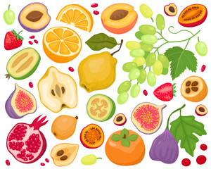 Various fruits on a white background. Cartoon illustration. Pomegranate, figs, grapes, orange, feijoa, strawberry, peach, loquat, tamarillo, quince, persimmon. Fruits and slices, summer illustration.