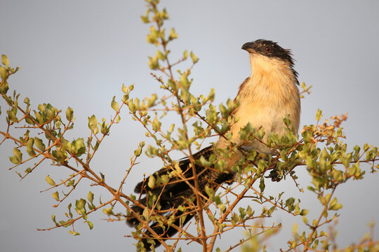 Tiputip / Burchell's coucal / Centropus superciliosus.
