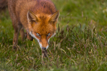 red fox vulpes european mammel hunting eyes looking into camera across open grassland field detailed close up, London United Kingdom 