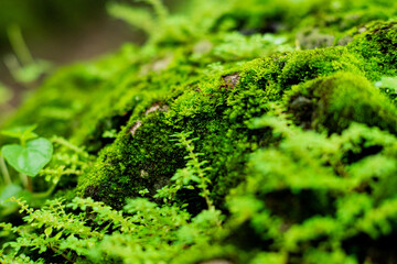 Fresh moss growing on the rocks