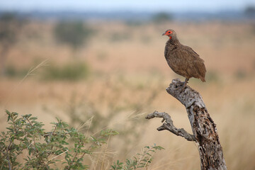 Swainsonfrankolin / Swainson's francolin or Swainson's spurfowl / Francolinus swainsonii.