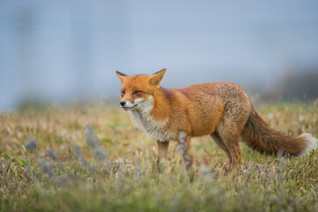 Close up of a Red fox standing in green grass