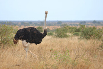 Naklejka premium Strauß / Ostrich / Struthio camelus