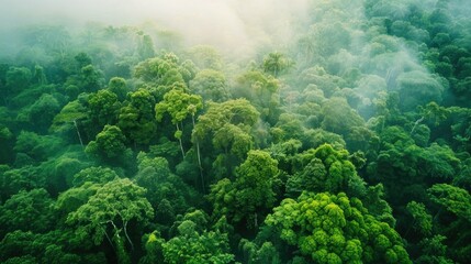Aerial view of Beautiful natural scenery of forest, Rainforest ecosystem concept, Healthy fresh green tree environment.