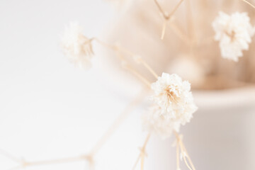 Beautiful dried beige gypsophila flowers with light blur natural background and white vase macro