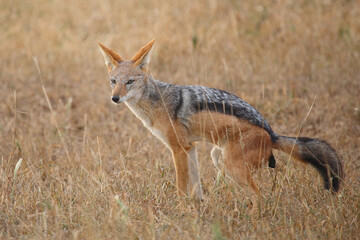 Schabrackenschakal / Black-backed jackal / Canis mesomelas