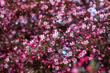 Obraz premium Closeup of a pink and white flowering cherry blossom tree