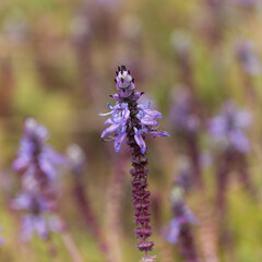 Blue flowers of Coleus comosus, scaredy cat plant, natural macro floral background