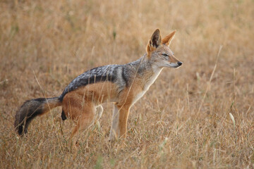 Schabrackenschakal / Black-backed jackal / Canis mesomelas