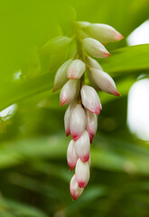 Flowering Alpinia zerumbet,  shell ginger, natural macro floral background