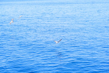 船に乗って熱海の海を眺めるとカモメが飛んでいた。