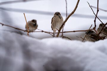 Group of sparrows perched on icy tree branches