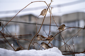 Group of sparrows perched on icy tree branches