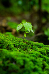 Fresh moss growing on the rocks