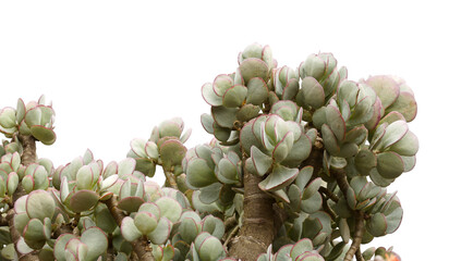 Crassula arborescens aka silver jade plant succulent leaves