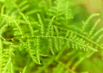 Flora of Gran Canaria -  Asparagus setaceus, commonly known as common asparagus fern, 
garden escape on Canary Islands, natural macro floral background