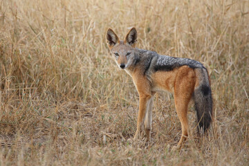 Schabrackenschakal / Black-backed jackal / Canis mesomelas