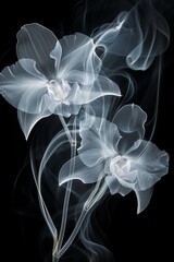 Ethereal Smoke Flowers on Black Background - Artistic Abstract Design