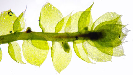Moss (Bryophyte) under microscope. The species probably Ectropothecium sp. Stacked photo image. About 80x magnification