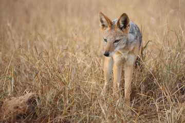 Schabrackenschakal / Black-backed jackal / Canis mesomelas