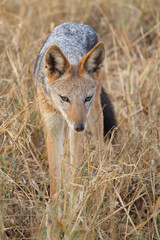 Schabrackenschakal / Black-backed jackal / Canis mesomelas