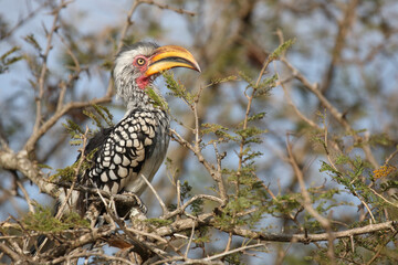 Südlicher Gelbschnabeltoko / Southern yellow-billed hornbill / Tockus leucomelas