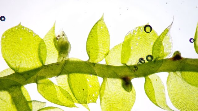 Moss (Bryophyte) under microscope. The species probably Ectropothecium sp. Stacked photo image. About 80x magnification