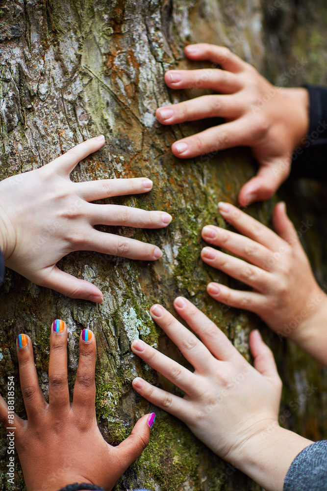 Wall mural trunk, nature and hands on tree with sustainability, eco friendly and support for environment. wood,