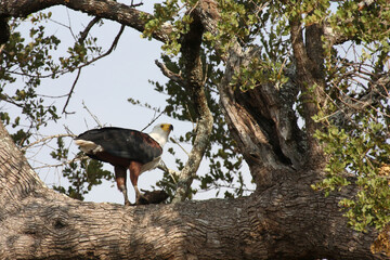Afrikanischer Schreiseeadler / African fish-eagle / Haliaeetus vocifer..