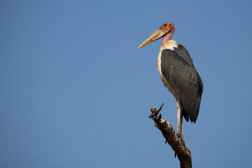 Marabu / Marabou stork / Leptoptilos crumeniferus