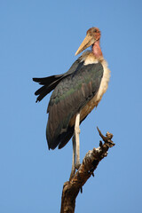 Marabu / Marabou stork / Leptoptilos crumeniferus
