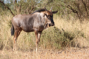 Streifengnu / Blue wildebeest / Connochaetes taurinus.