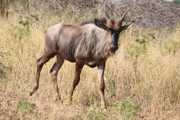 Fototapeta premium Streifengnu / Blue wildebeest / Connochaetes taurinus.