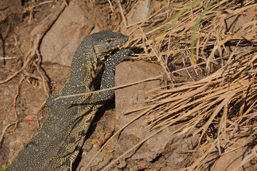 Nilwaran / Nile monitor / Varanus niloticus