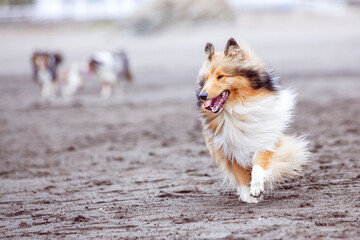 
Beautiful Collie dog running on the sand of a beach. Copy space.