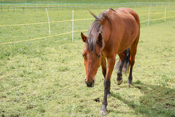 A horse in a pasture walks through the meadow in search of food.