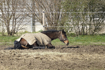 A horse in a paddock plays and rolls on the ground.