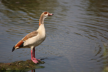 Nilgans / Egyptian goose / Alopochen aegyptiacus