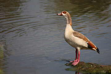 Nilgans / Egyptian goose / Alopochen aegyptiacus