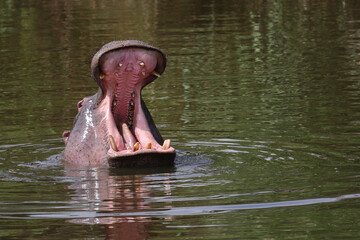 Flußpferd / Hippopotamus / Hippopotamus amphibius..