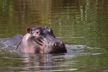 Flußpferd / Hippopotamus / Hippopotamus amphibius