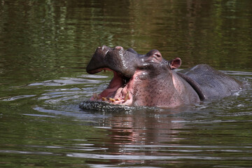 Flußpferd / Hippopotamus / Hippopotamus amphibius..