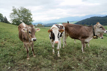 Cows graze in a meadow and eat green grass against the backdrop of the Swiss mountains.