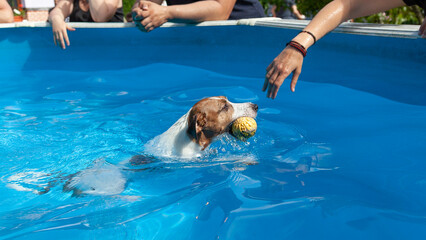 Funny Jack Russell dog bathing in a pool with the help of a person
