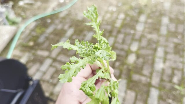 Hand Holding Common Groundsel (Senecio vulgaris) with Root System and Budding Leaves in an Outdoor Garden Setting