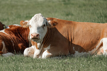 A herd of cows grazes in a meadow and eats green grass.